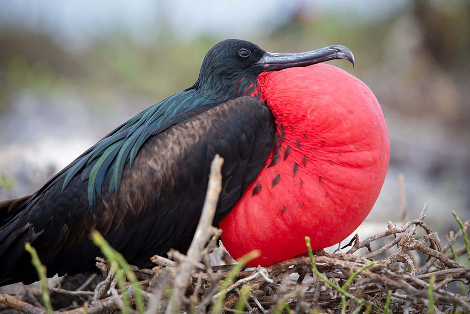 Galapagos expedition