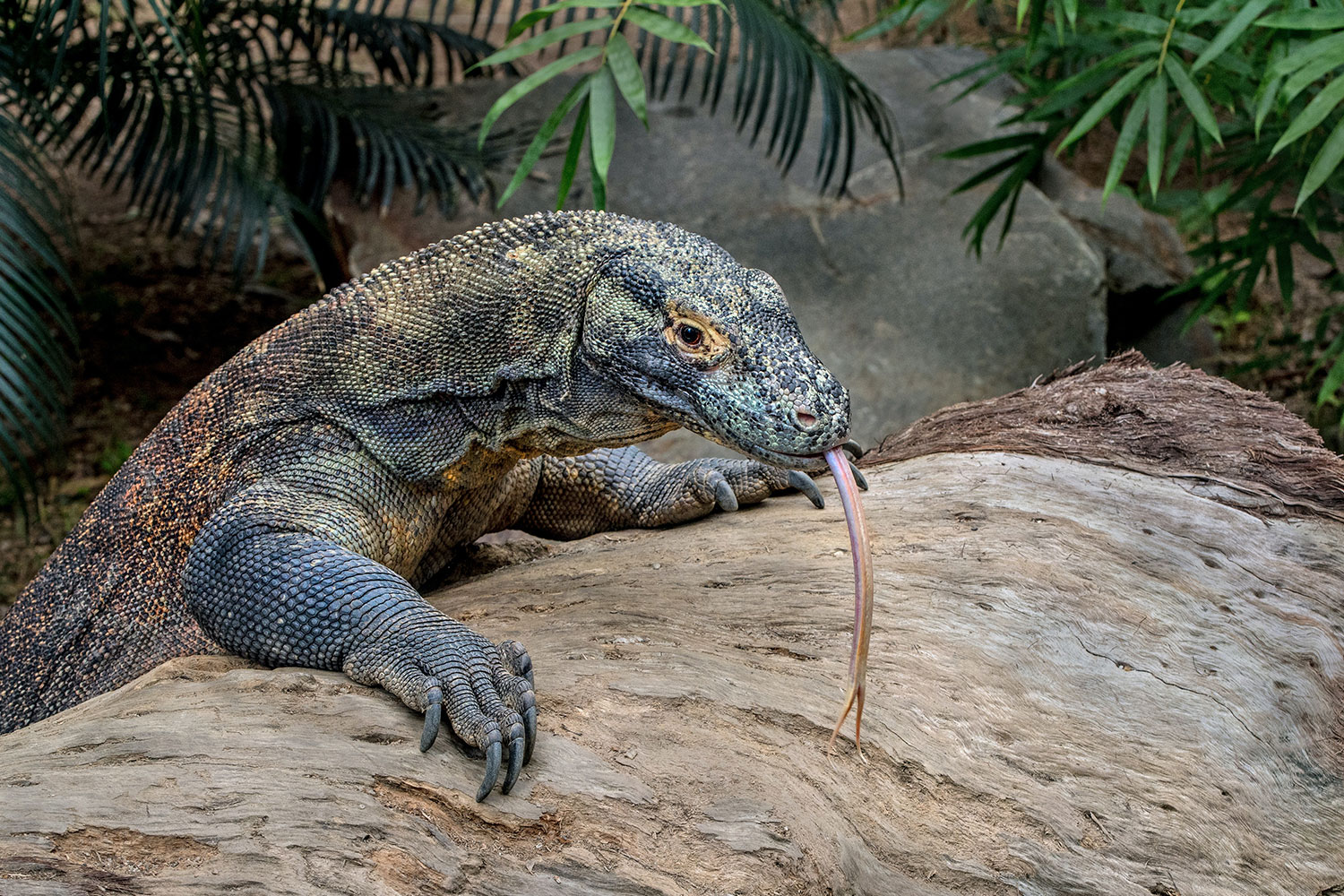 Expedición de Bali a Komodo