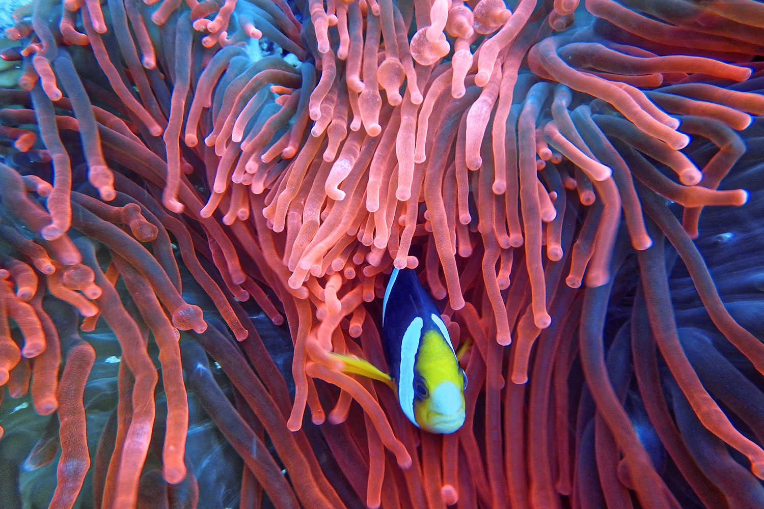 BRU-BRU-Viajes-a-Indonesia-3