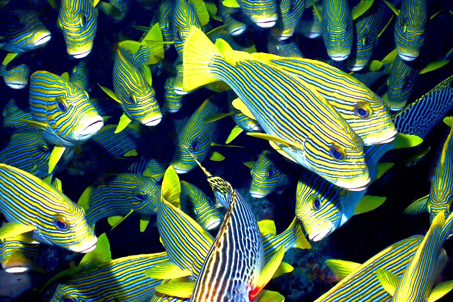 BRU BRU Expedicion a Papua Nueva Guinea