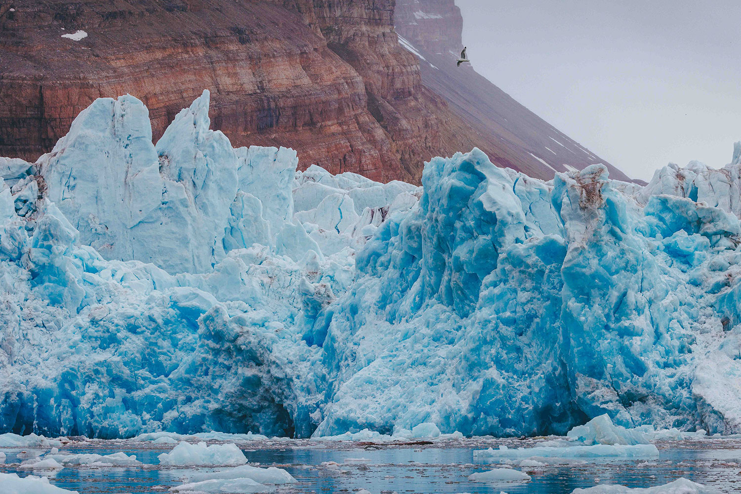 Spitsbergen, Wildlife capital of the arctic