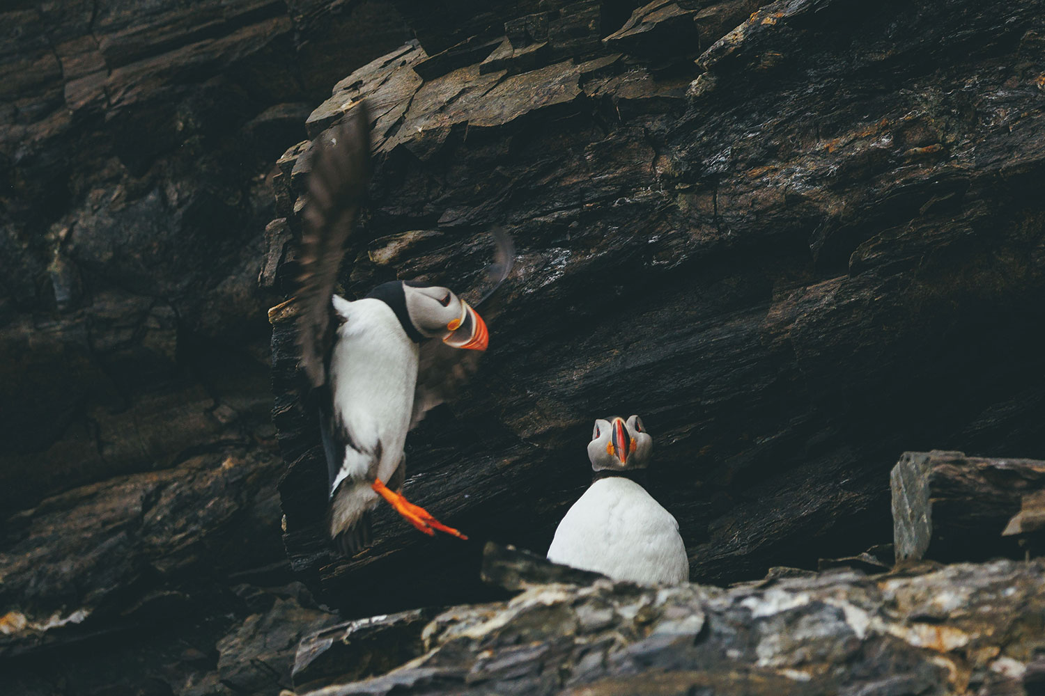 Spitsbergen, Wildlife capital of the arctic
