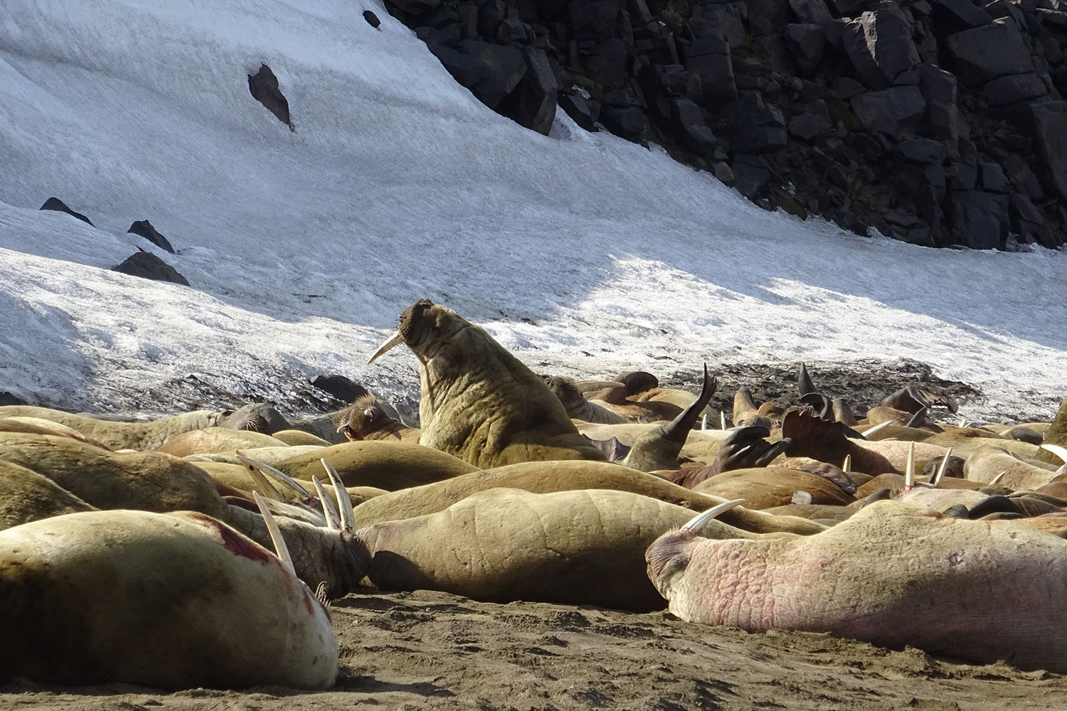 BRU BRU Viajes exclusivos al ártico viajes exclusivos a Svalvard