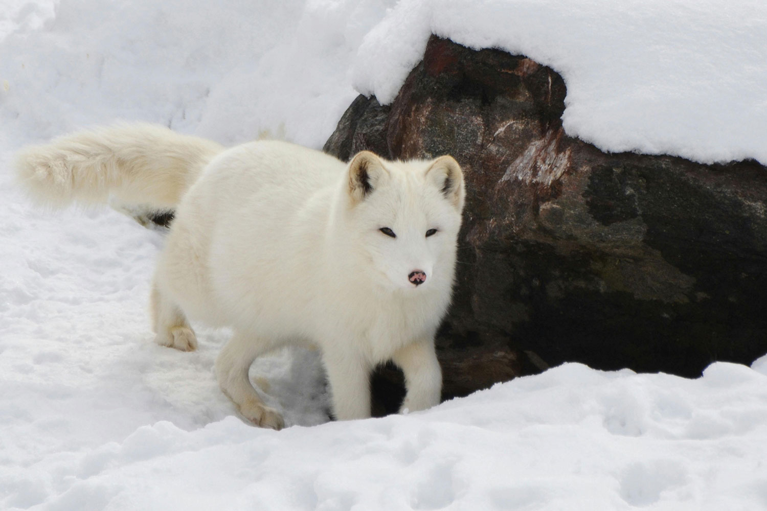 Spitsbergen, Wildlife capital of the arctic