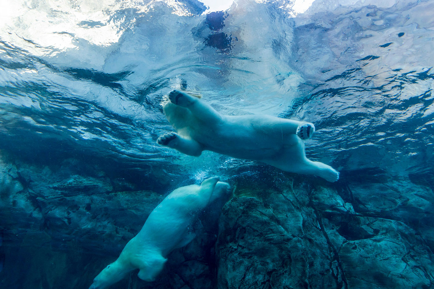 Spitsbergen, Wildlife capital of the arctic