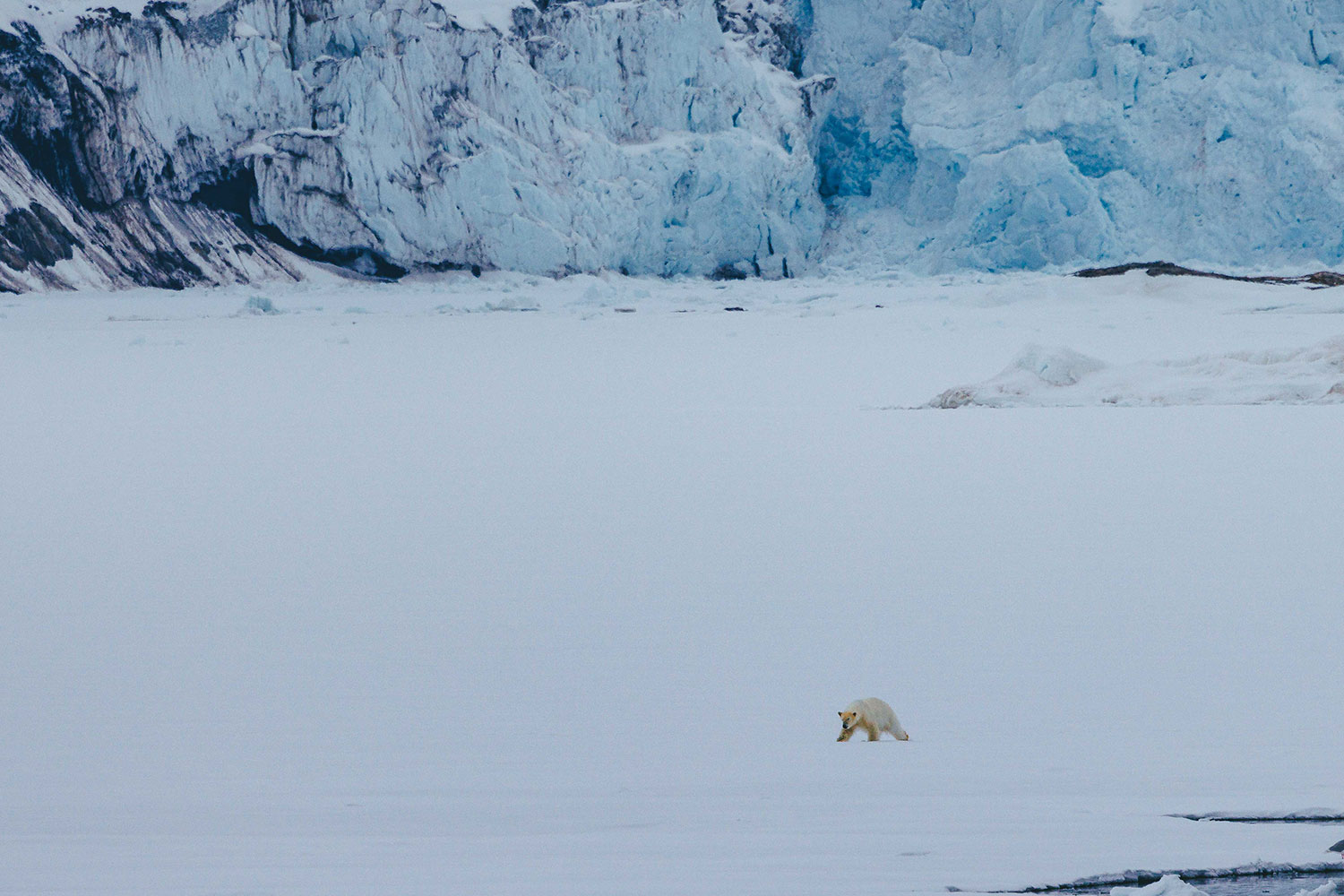 Spitsbergen, Wildlife capital of the arctic