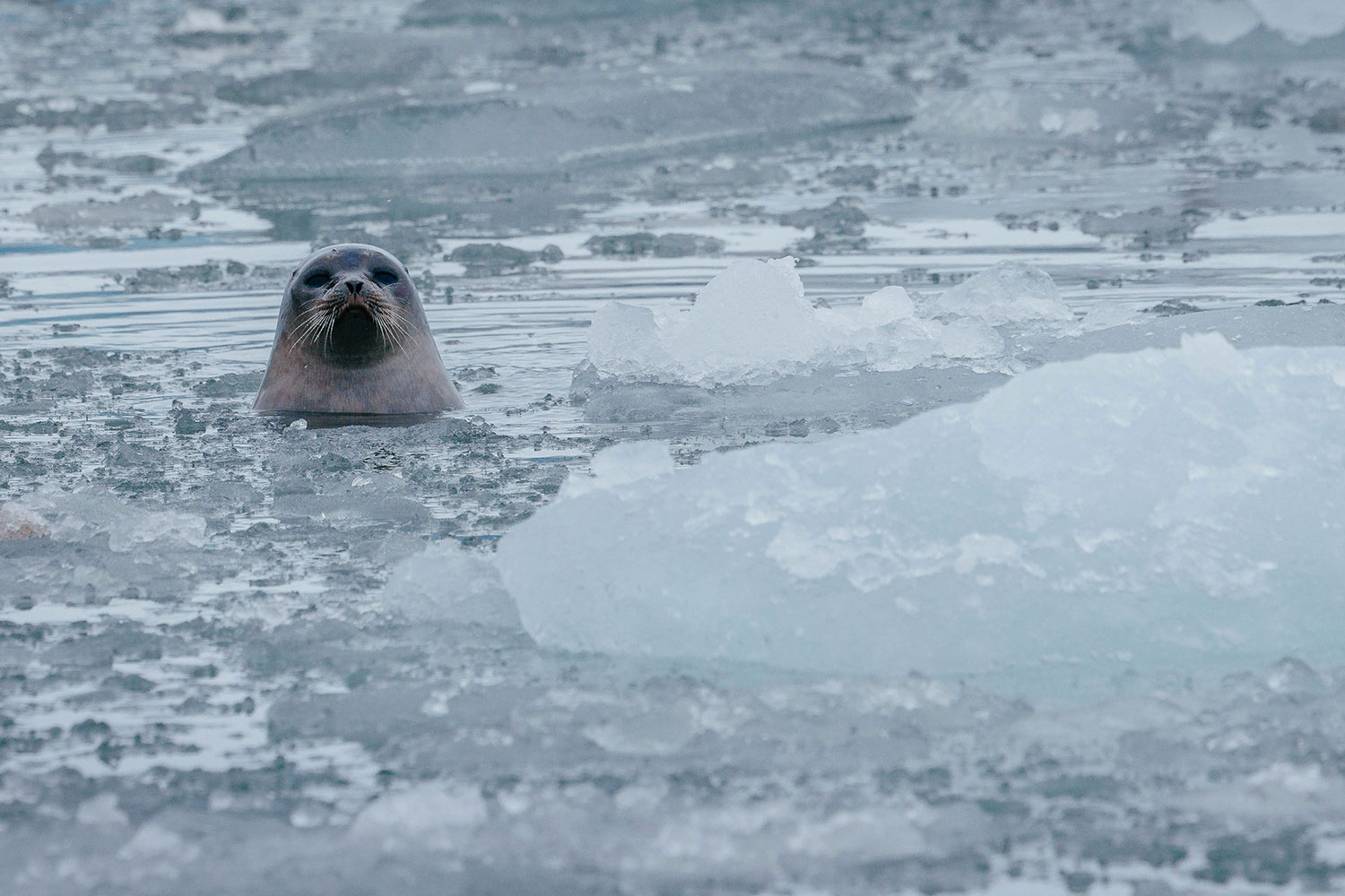 Spitsbergen, Wildlife capital of the arctic